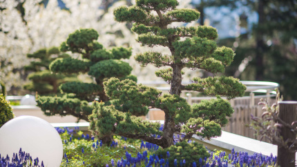 Bonsai Lounge im Park Hotel Mignon