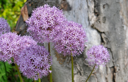 Un mare di fiori